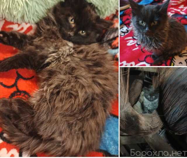 Отдам даром: Нафаня (кошечка)