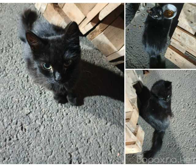 Отдам даром: Селена