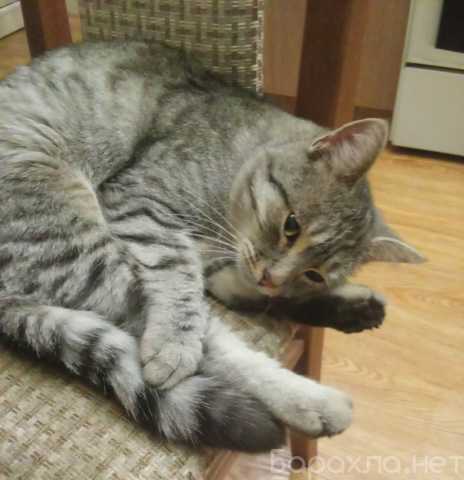 Продам: Пропал кот полосатый