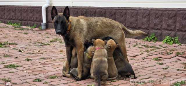 Продам: ЩЕНКИ БЕЛЬГИЙСКОЙ ОВЧАРКИ МАЛИНУА