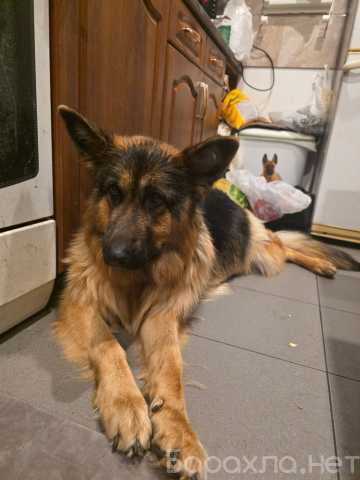 Отдам даром: Щенки от мамы-овчарки в дар