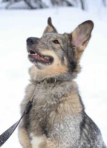 Отдам даром: собаку Тильду