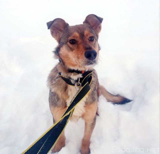 Отдам даром: Небольшая домашняя собачка ищет дом