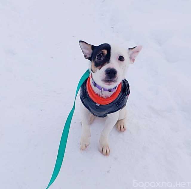 Отдам даром: Маленькая красивая собачка