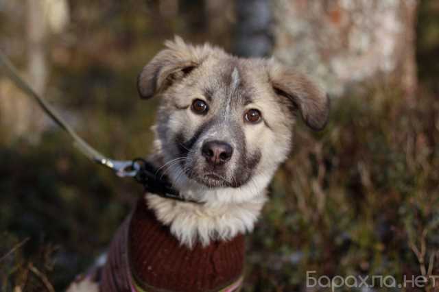 Отдам даром: прекрасная молодая собака Нелли