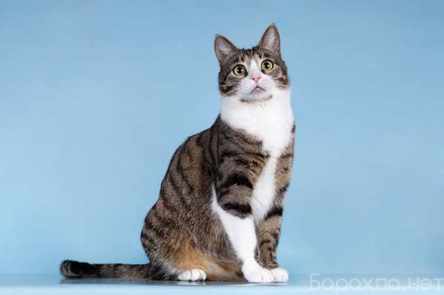 Отдам даром: Кошечка Бонни ищет доброе сердце