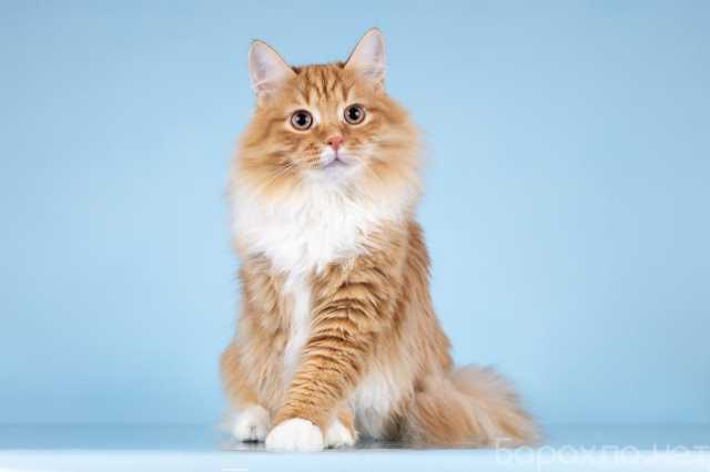 Отдам даром: Для рыжего лапочки по имени Пушкин ищем