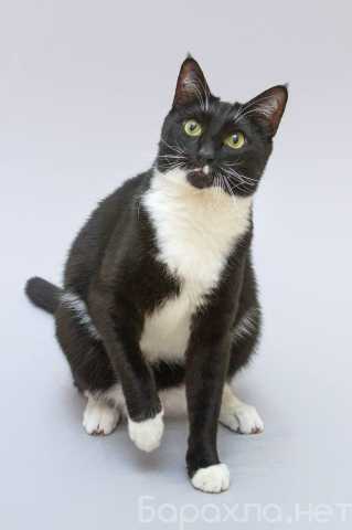 Отдам даром: Кот Антошка ищет свою семью