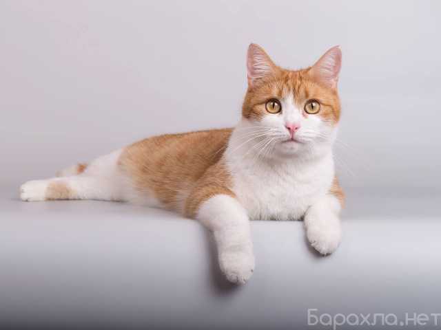 Отдам даром: Кошечка Манюня ищет доброе сердце