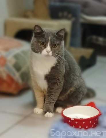 Отдам даром: Кошечка Фенюша в добрые руки