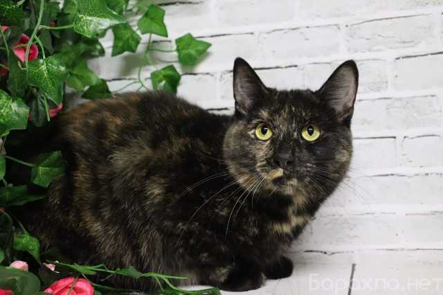 Отдам даром: Ищет дом очаровательная Вета