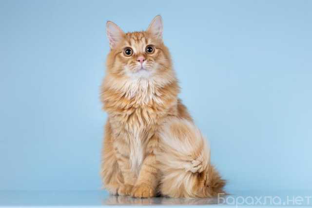 Отдам даром: Для рыжего пушистуна по имени Лютик ищем