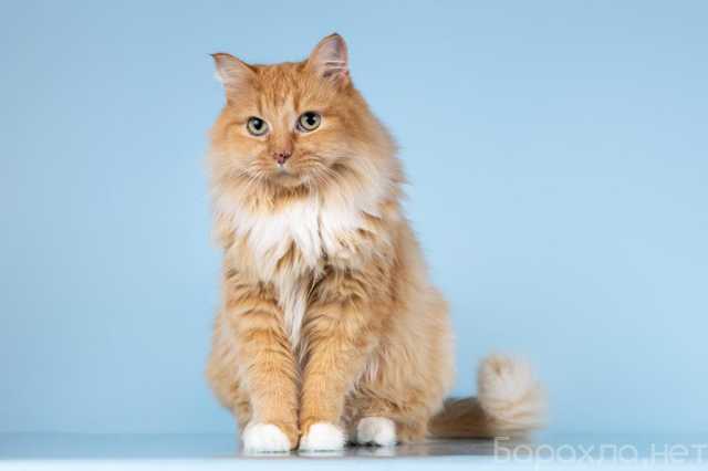 Отдам даром: Кошечка Дюймовочка ищет доброе сердце