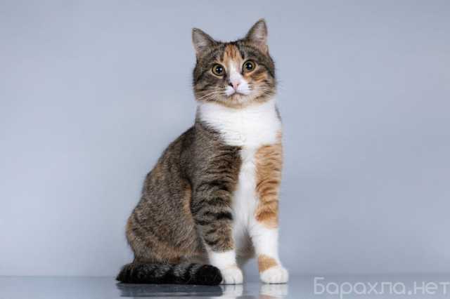 Отдам даром: Молодая кошачья семья ищет дом