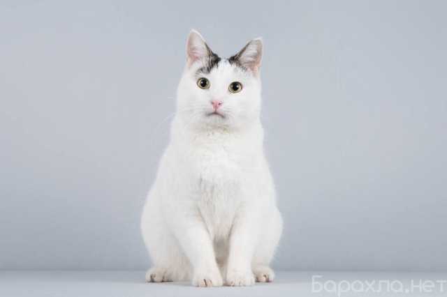 Отдам даром: Котейка Андрейка ищет доброе сердце