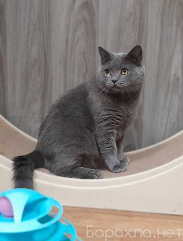 Отдам даром: Очаровательный британец Винтер ищет дом