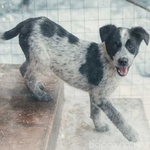 Отдам даром: Щенок в добрые руки