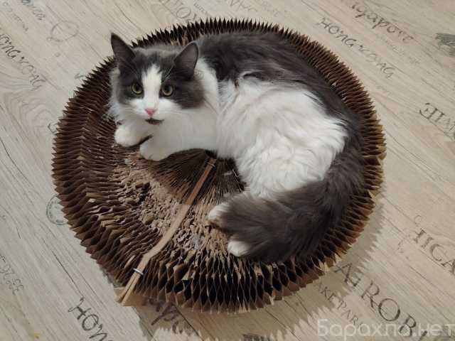 Отдам даром: Шикарный пушистый котик Мотя ищет дом!