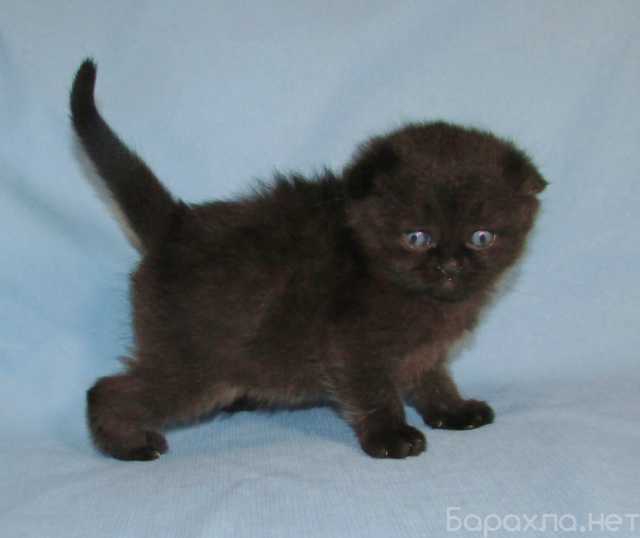 Продам: Шотландские котята из питомника