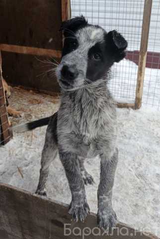 Отдам даром: Щенок в добрые руки