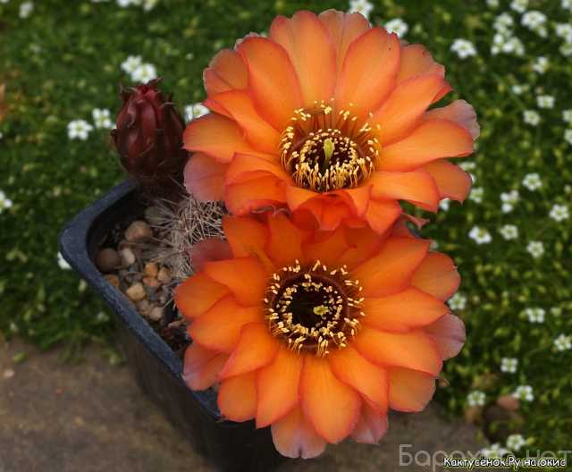 Продам: Кактусы .Сеянцы и цветущие кактусы