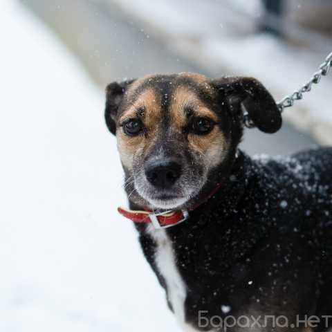 Отдам даром: Маленькая хрупкая собачка
