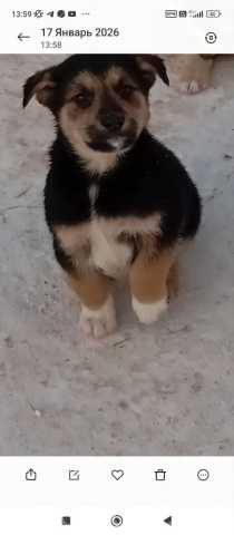 Отдам даром: трогательные щеночки