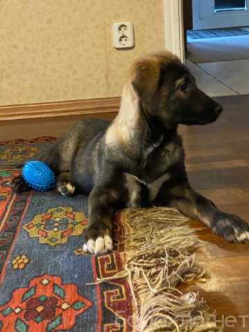 Отдам даром: двух щенков-девочек