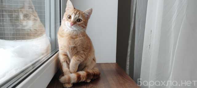 Отдам даром: Котёнок рыжий