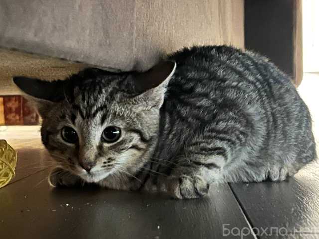 Отдам даром: троих замечательных котят и маму-кошку