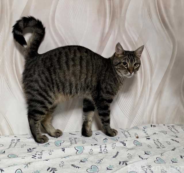 Отдам даром: Красавица Рыся в добрые руки