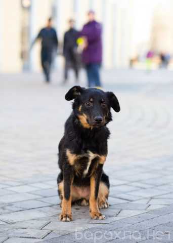 Отдам даром: Милая собака небольшого размера