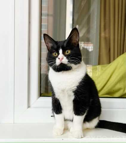 Отдам даром: Котёнок Минни