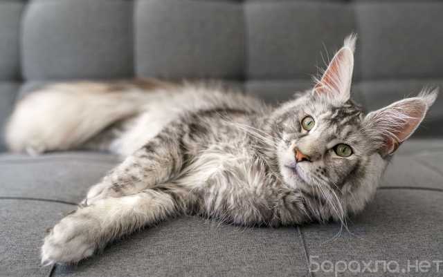 Отдам даром: Отдам в добрые руки