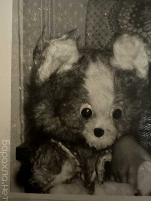 Куплю: Кошка ссср