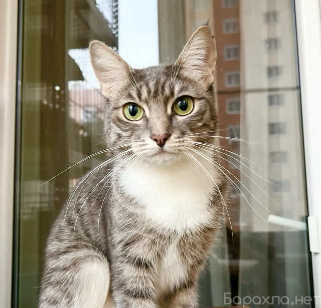 Отдам даром: Шурочка