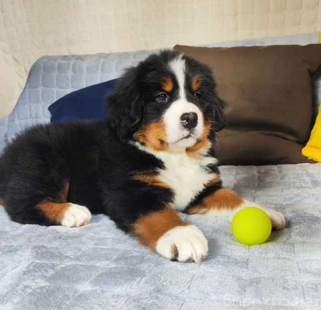 Продам: щенки Бернского зенненхунда