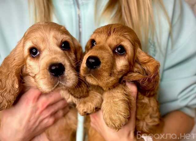 Продам: Щенки кокер спаниеля