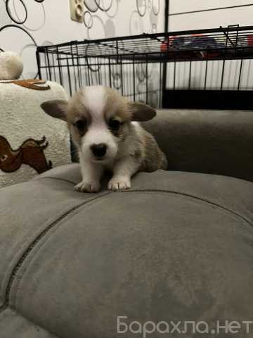 Продам: Продам щенков корги