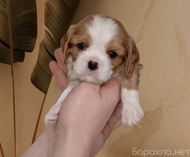 Продам: Щенки Кавалер кинг чарльз спаниель