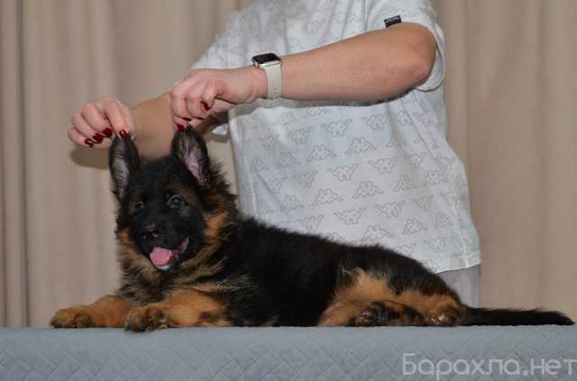 Продам: Щенки немецкой овчарки