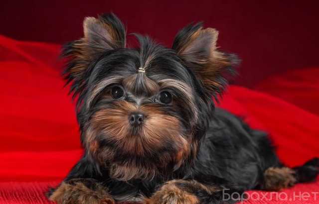 Продам: Щенки йорка