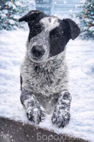 Отдам даром: Щенок в добрые руки