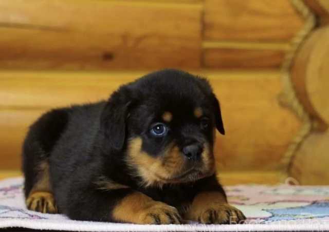 Продам: Щенки ротвейлера