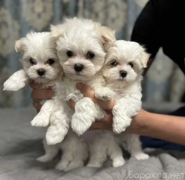 Продам: щенки мальтийской болонки