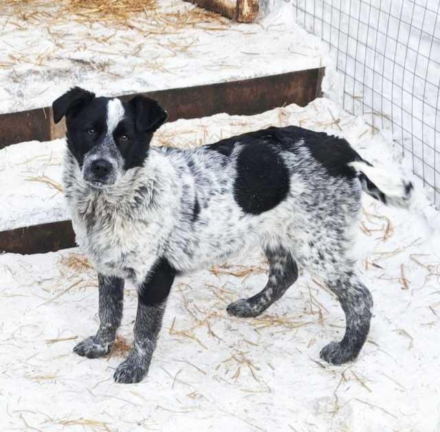 Отдам даром: Щенок в добрые руки