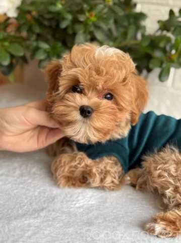 Продам: щенки мальтипу