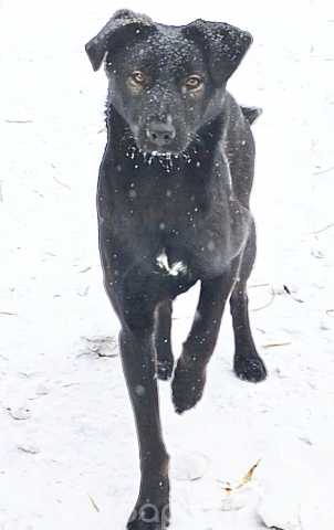 Отдам даром: Щенок в добрые руки