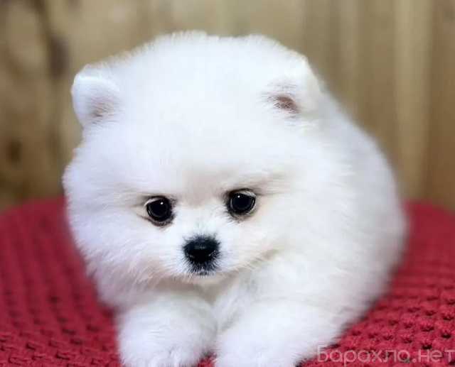 Продам: Щенки померанского шпица