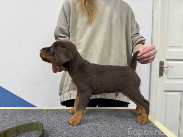 Продам: Продам щенков ягдтерьера